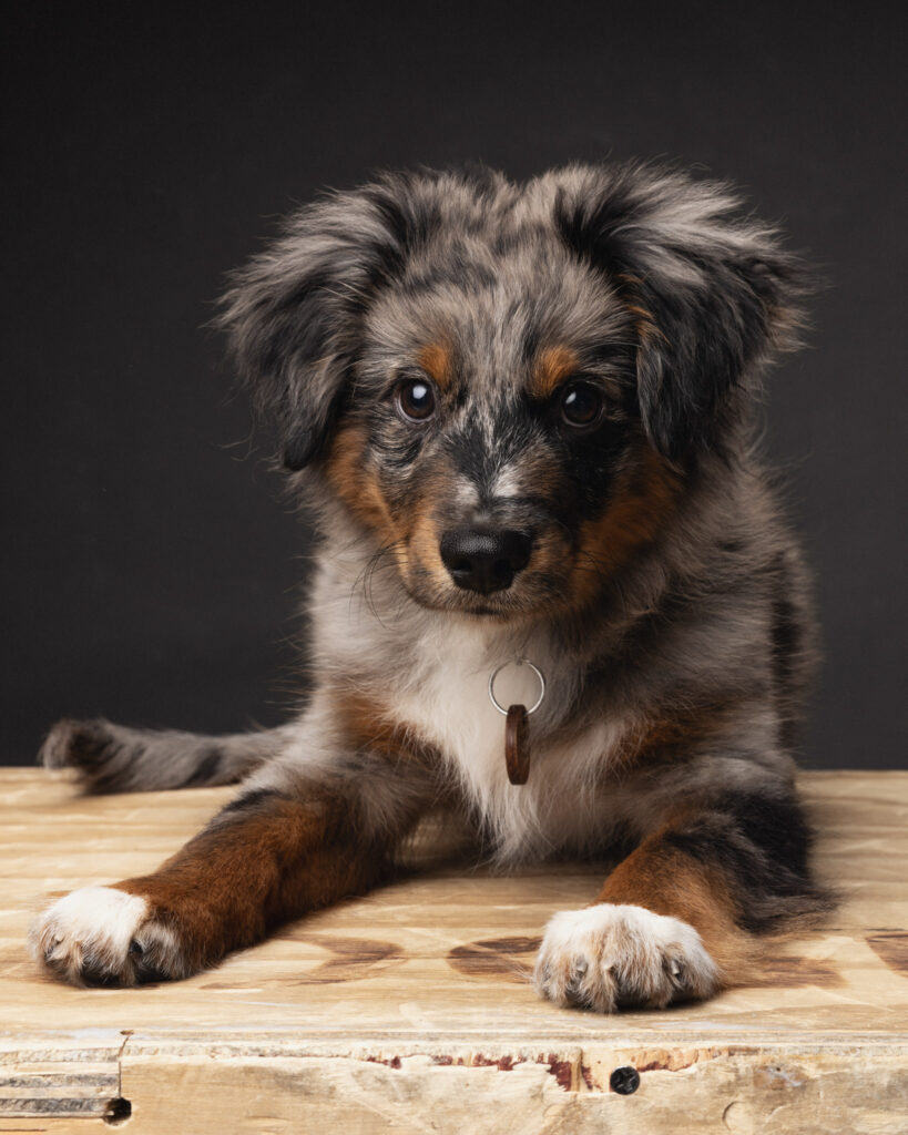 Chien assis sur une caisse