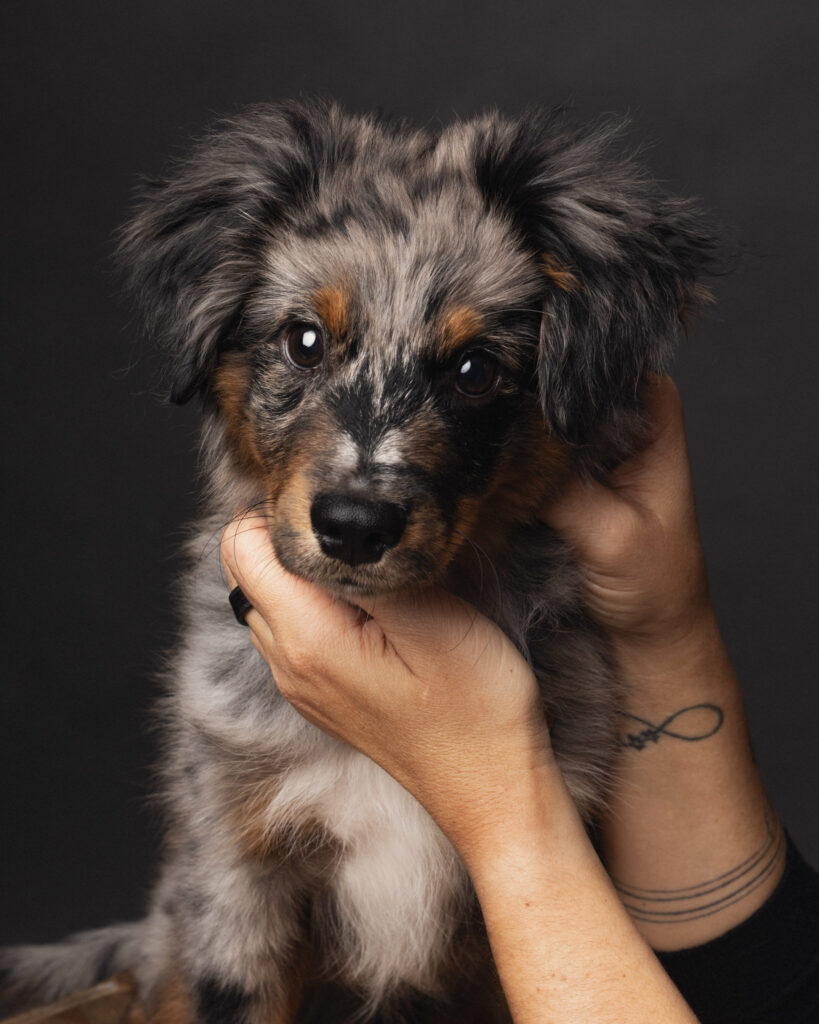 Photo d'un chien dans les mains de sa maitresse