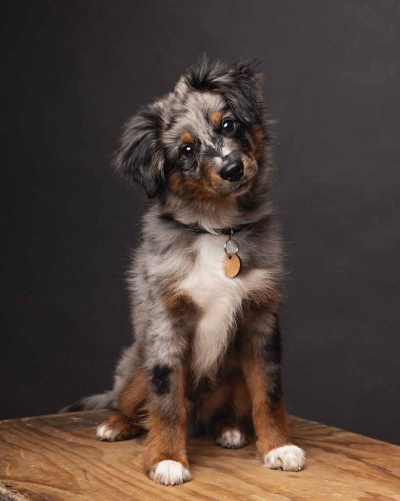 Photo d'un chien en studio professionnel